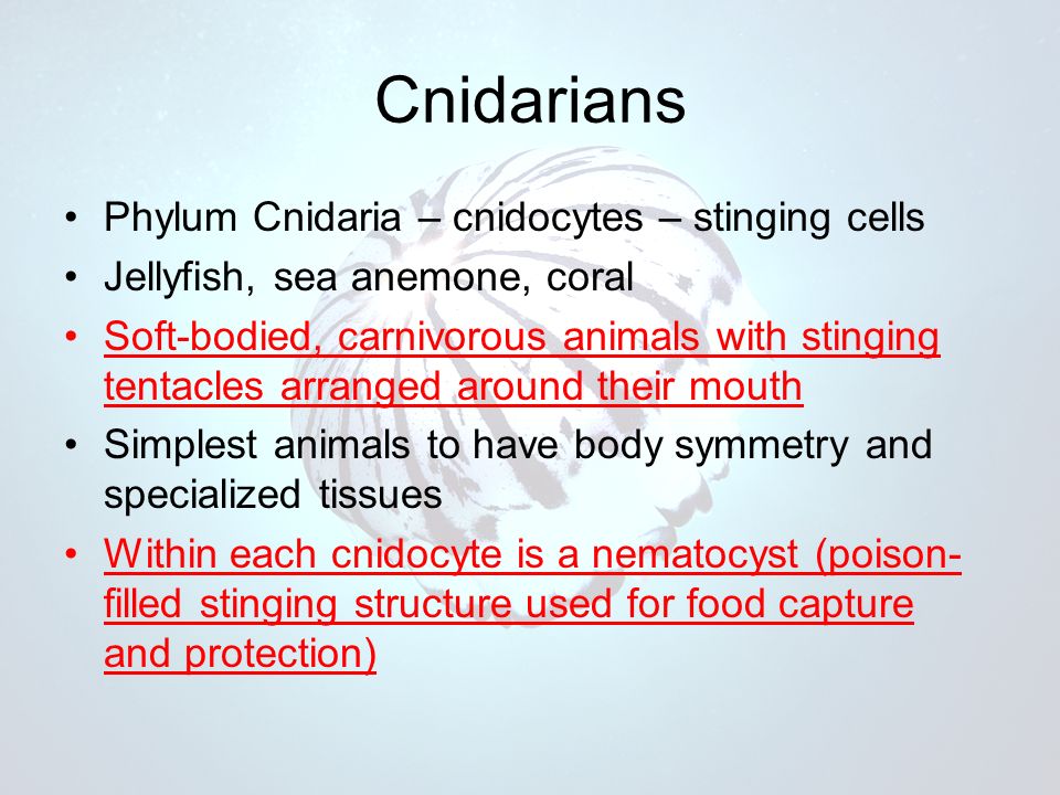 Phylum Cnidaria – cnidocytes – stinging cells Jellyfish, sea anemone, coral Soft-bodied, carnivorous animals with stinging tentacles arranged around their mouth Simplest animals to have body symmetry and specialized tissues Within each cnidocyte is a nematocyst (poison- filled stinging structure used for food capture and protection)