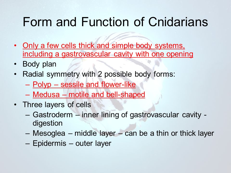 Form and Function of Cnidarians Only a few cells thick and simple body systems, including a gastrovascular cavity with one opening Body plan Radial symmetry with 2 possible body forms: –Polyp – sessile and flower-like –Medusa – motile and bell-shaped Three layers of cells –Gastroderm – inner lining of gastrovascular cavity - digestion –Mesoglea – middle layer – can be a thin or thick layer –Epidermis – outer layer