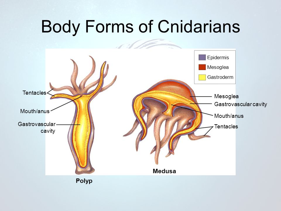 Body Forms of Cnidarians Epidermis Mesoglea Gastroderm Mesoglea Gastrovascular cavity Mouth/anus Tentacles Mouth/anus Gastrovascular cavity Polyp Medusa