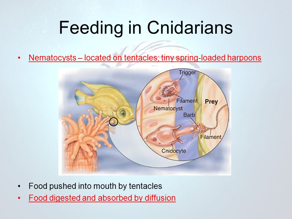 Feeding in Cnidarians Nematocysts – located on tentacles; tiny spring-loaded harpoons Food pushed into mouth by tentacles Food digested and absorbed by diffusion