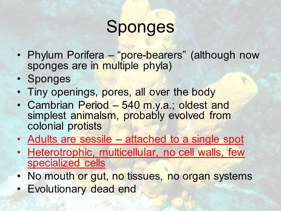 Phylum Porifera – pore-bearers (although now sponges are in multiple phyla) Sponges Tiny openings, pores, all over the body Cambrian Period – 540 m.y.a.; oldest and simplest animalsm, probably evolved from colonial protists Adults are sessile – attached to a single spot Heterotrophic, multicellular, no cell walls, few specialized cells No mouth or gut, no tissues, no organ systems Evolutionary dead end