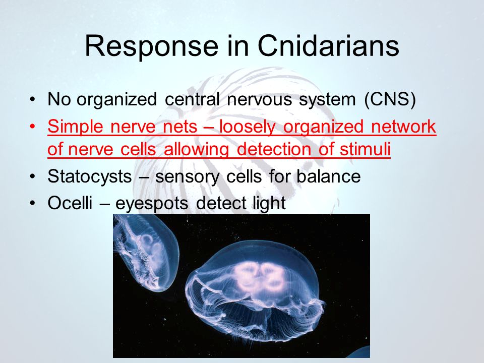 Response in Cnidarians No organized central nervous system (CNS) Simple nerve nets – loosely organized network of nerve cells allowing detection of stimuli Statocysts – sensory cells for balance Ocelli – eyespots detect light
