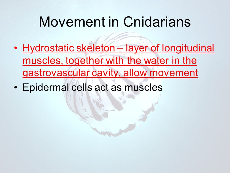 Movement in Cnidarians Hydrostatic skeleton – layer of longitudinal muscles, together with the water in the gastrovascular cavity, allow movement Epidermal cells act as muscles
