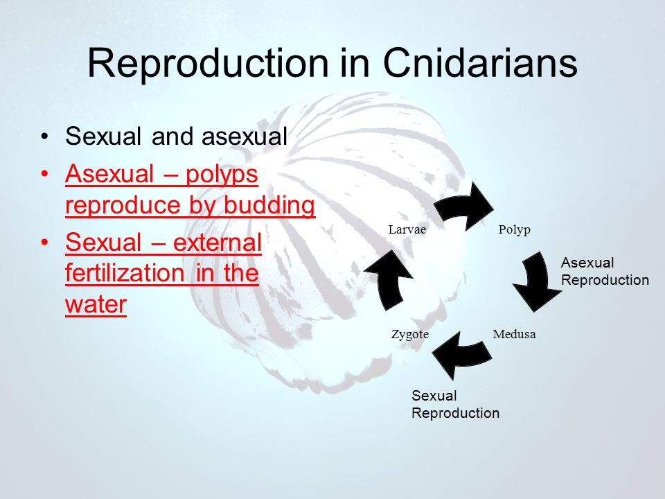 Reproduction in Cnidarians Sexual and asexual Asexual – polyps reproduce by budding Sexual – external fertilization in the water Polyp MedusaZygote Larvae Asexual Reproduction Sexual Reproduction
