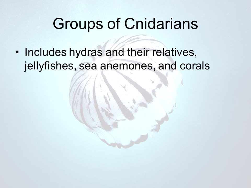 Groups of Cnidarians Includes hydras and their relatives, jellyfishes, sea anemones, and corals