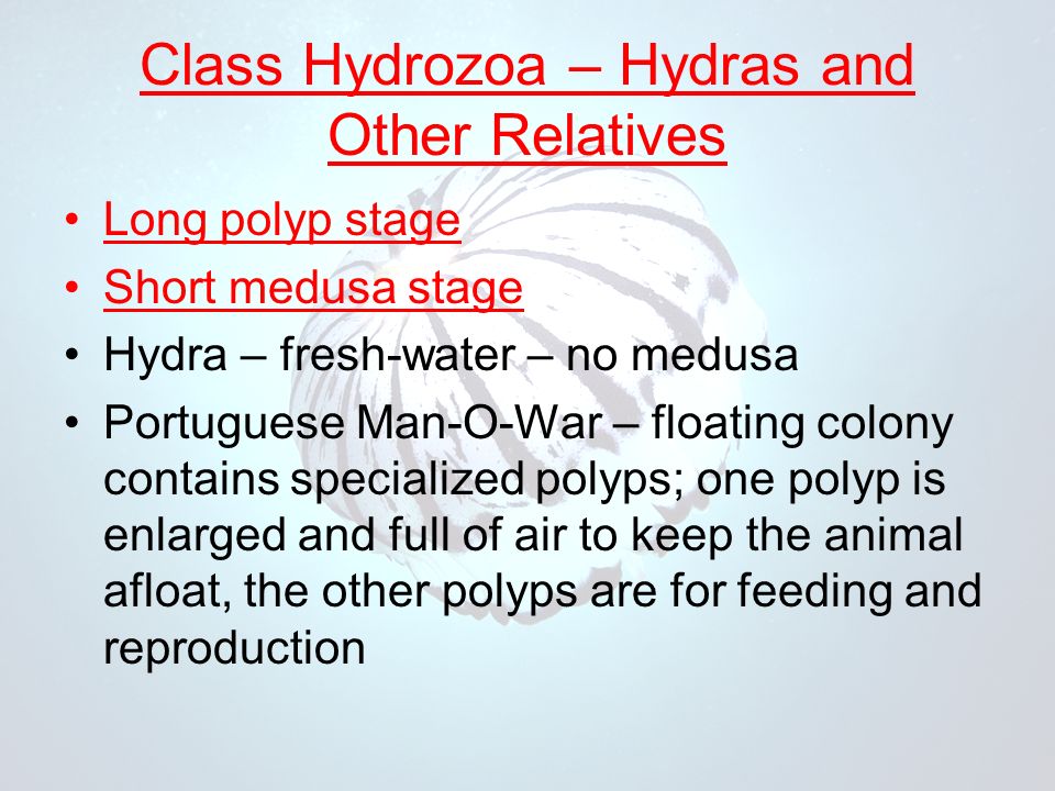 Class Hydrozoa – Hydras and Other Relatives Long polyp stage Short medusa stage Hydra – fresh-water – no medusa Portuguese Man-O-War – floating colony contains specialized polyps; one polyp is enlarged and full of air to keep the animal afloat, the other polyps are for feeding and reproduction