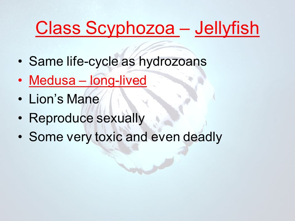 Class Scyphozoa – Jellyfish Same life-cycle as hydrozoans Medusa – long-lived Lion’s Mane Reproduce sexually Some very toxic and even deadly