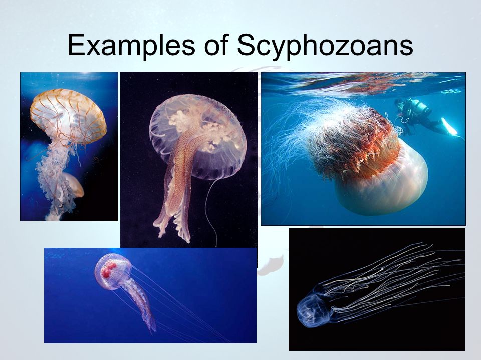 Examples of Scyphozoans