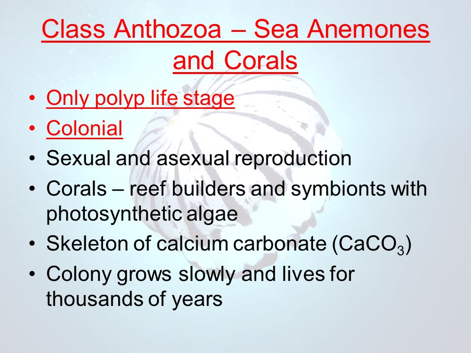 Class Anthozoa – Sea Anemones and Corals Only polyp life stage Colonial Sexual and asexual reproduction Corals – reef builders and symbionts with photosynthetic algae Skeleton of calcium carbonate (CaCO 3 ) Colony grows slowly and lives for thousands of years