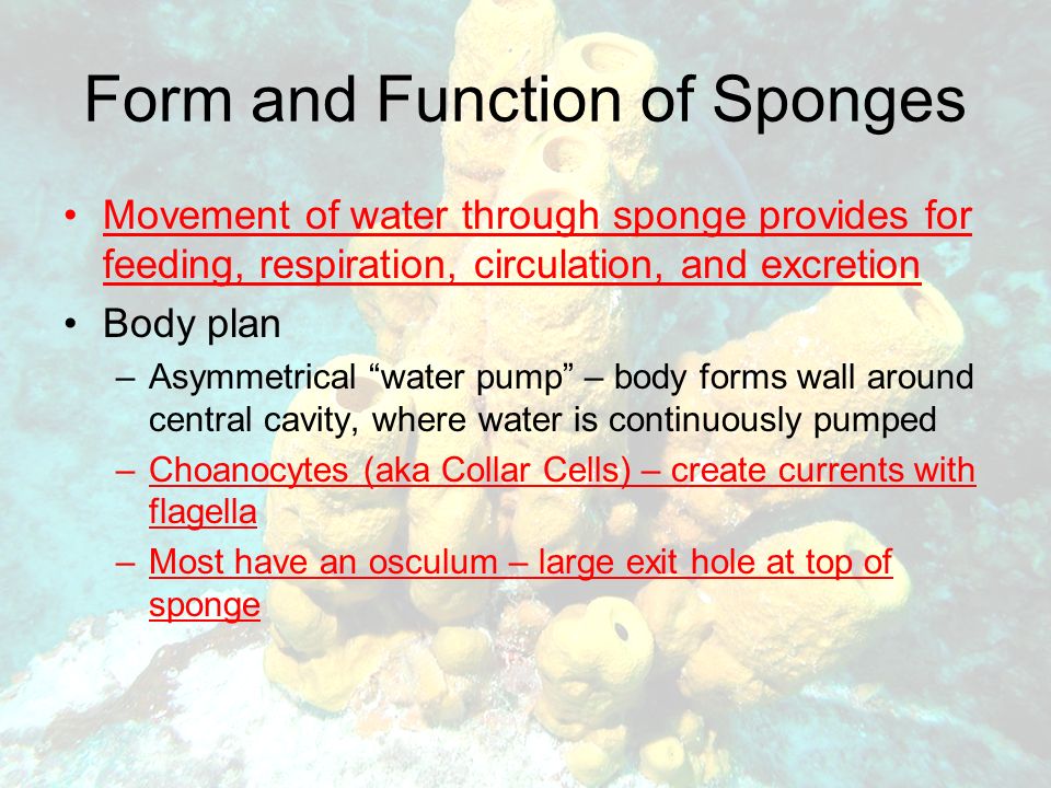 Form and Function of Sponges Movement of water through sponge provides for feeding, respiration, circulation, and excretion Body plan –Asymmetrical water pump – body forms wall around central cavity, where water is continuously pumped –Choanocytes (aka Collar Cells) – create currents with flagella –Most have an osculum – large exit hole at top of sponge
