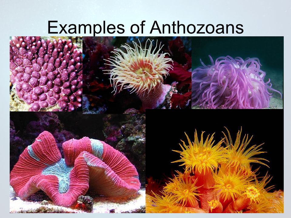 Examples of Anthozoans
