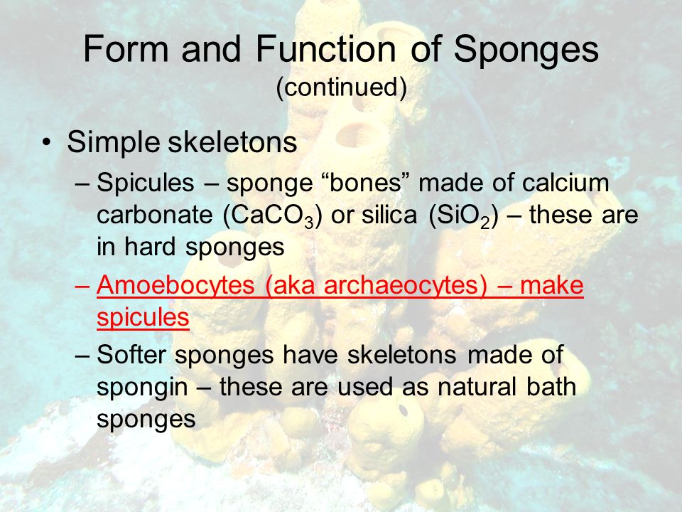 Form and Function of Sponges (continued) Simple skeletons –Spicules – sponge bones made of calcium carbonate (CaCO 3 ) or silica (SiO 2 ) – these are in hard sponges –Amoebocytes (aka archaeocytes) – make spicules –Softer sponges have skeletons made of spongin – these are used as natural bath sponges