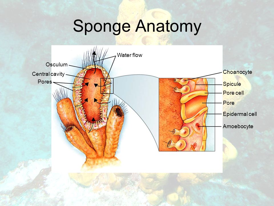 Sponge Anatomy Water flow Choanocyte Spicule Pore cell Pore Epidermal cell Amoebocyte Osculum Central cavity Pores