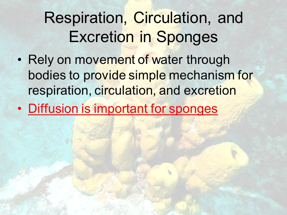 Respiration, Circulation, and Excretion in Sponges Rely on movement of water through bodies to provide simple mechanism for respiration, circulation, and excretion Diffusion is important for sponges