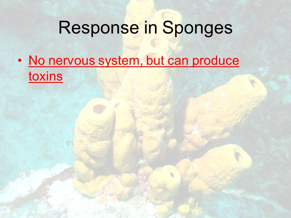 Response in Sponges No nervous system, but can produce toxins