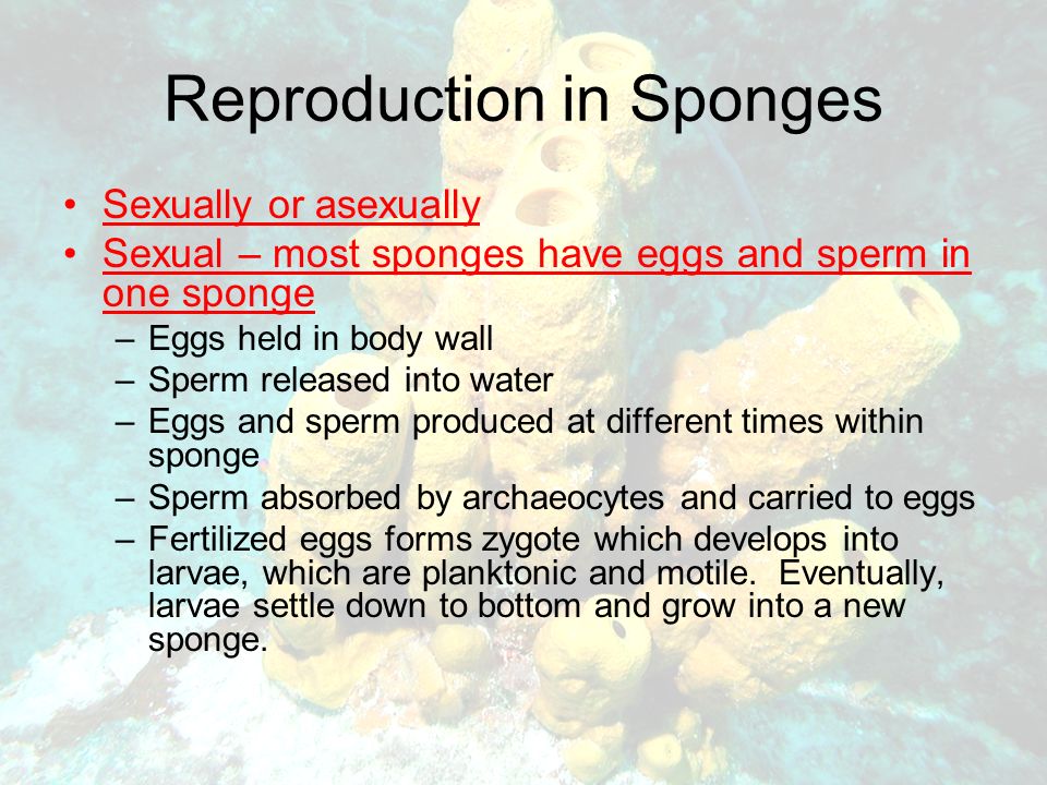 Reproduction in Sponges Sexually or asexually Sexual – most sponges have eggs and sperm in one sponge –Eggs held in body wall –Sperm released into water –Eggs and sperm produced at different times within sponge –Sperm absorbed by archaeocytes and carried to eggs –Fertilized eggs forms zygote which develops into larvae, which are planktonic and motile.