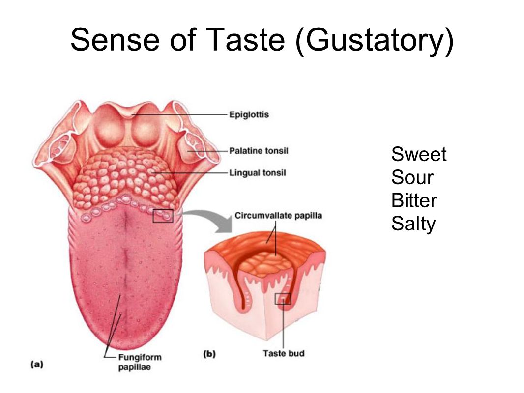 sense of taste Disorders of smell & taste jeremiah a alt, md, phd arthur wu, md zara m patel md introduction olfaction (the sense of smell) is an important function of the nasal cavity and skull base that has become increasingly investigated due to its role in behavior, cognition, disease severity, quality of life (qol), and sinonasal disease. sense of taste Disorders of smell & taste jeremiah a alt, md, phd arthur wu, md zara m patel md introduction olfaction (the sense of smell) is an important function of the nasal cavity and skull base that has become increasingly investigated due to its role in behavior, cognition, disease severity, quality of life (qol), and sinonasal disease.