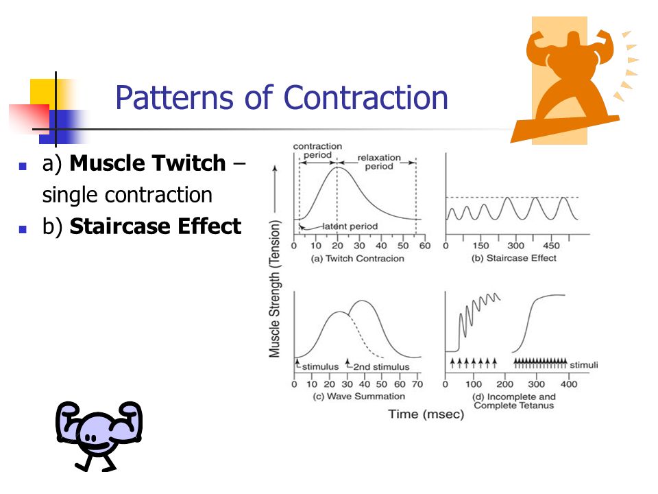 muscle contraction and wave summation muscle contraction and wave summation