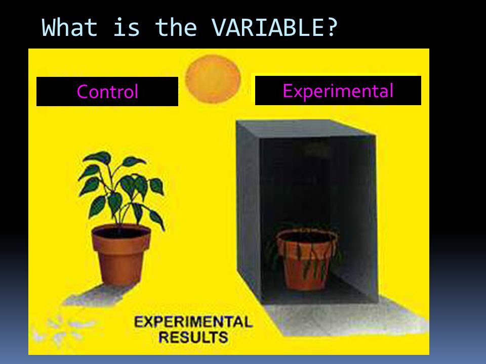 Experimental Process (Step 4) What is an experiment.