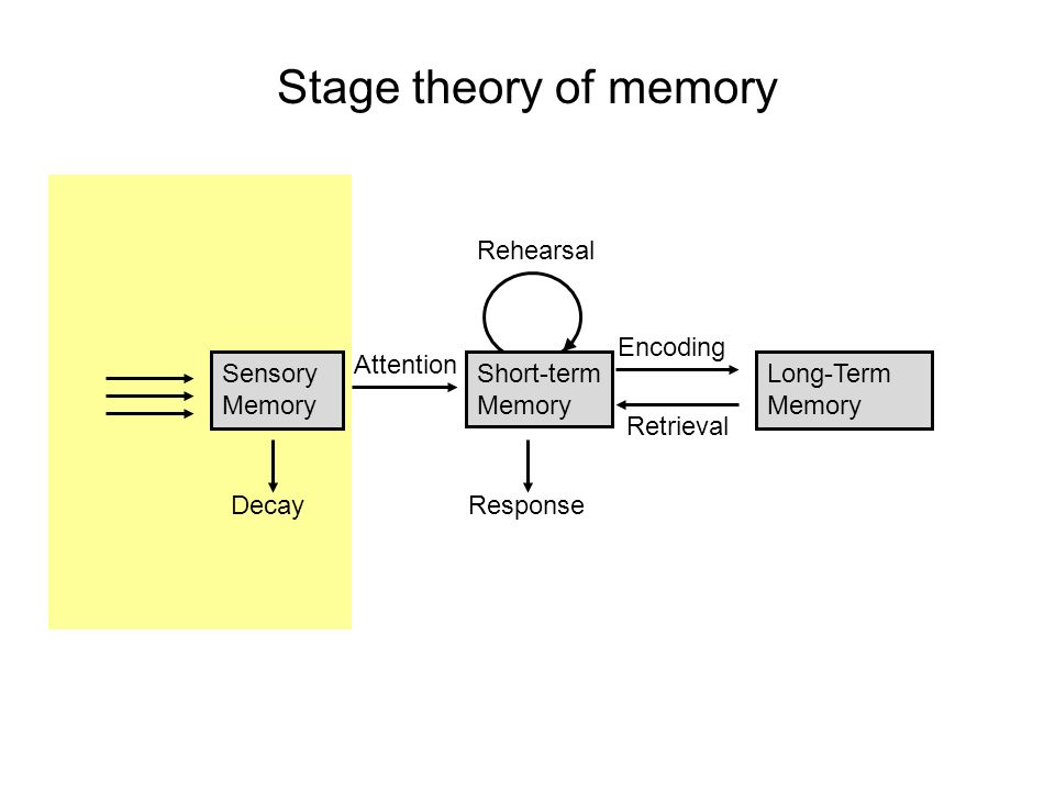 memory stages Time-saving lesson video on the three stages of memory with clear explanations and tons of step-by-step examples start learning today. memory stages Time-saving lesson video on the three stages of memory with clear explanations and tons of step-by-step examples start learning today.