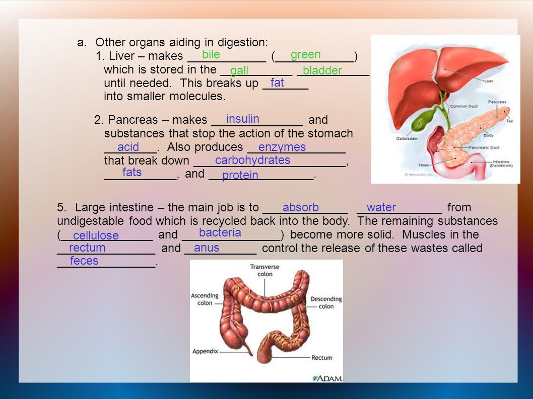 essays about the digestive system The human digestive system essay 772 words | 4 pages order to function have to be extracted from food and absorbed into the body the process responsible for this is known as digestion. essays about the digestive system The human digestive system essay 772 words | 4 pages order to function have to be extracted from food and absorbed into the body the process responsible for this is known as digestion.