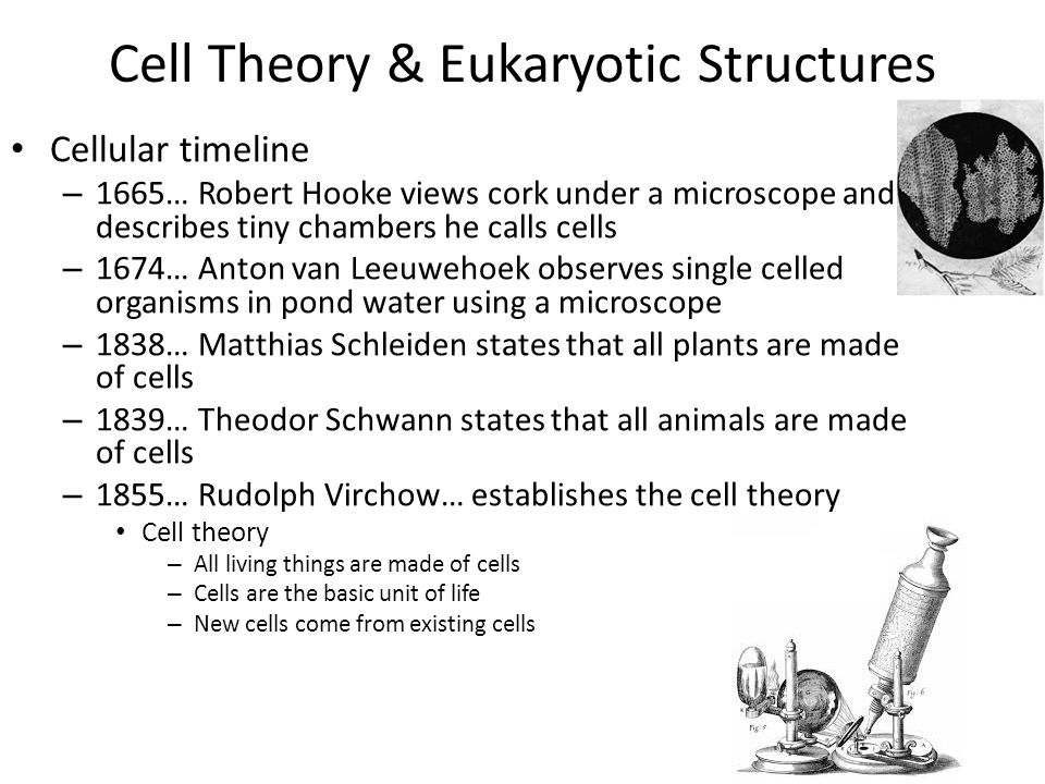 cell theory timeline