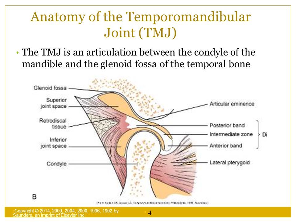 chapter 10 diseases affecting the temporomandibular joint copyright tmj anatomy