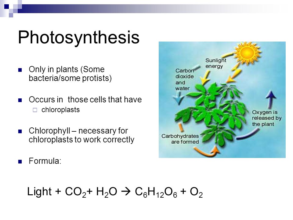photosynthesis light and plant photosynthesis light and plant