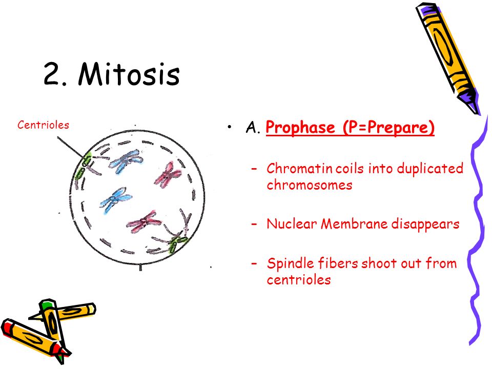 Cell Cycle Graphic Anizer For This Activity You Will Need Blue Mitosis A