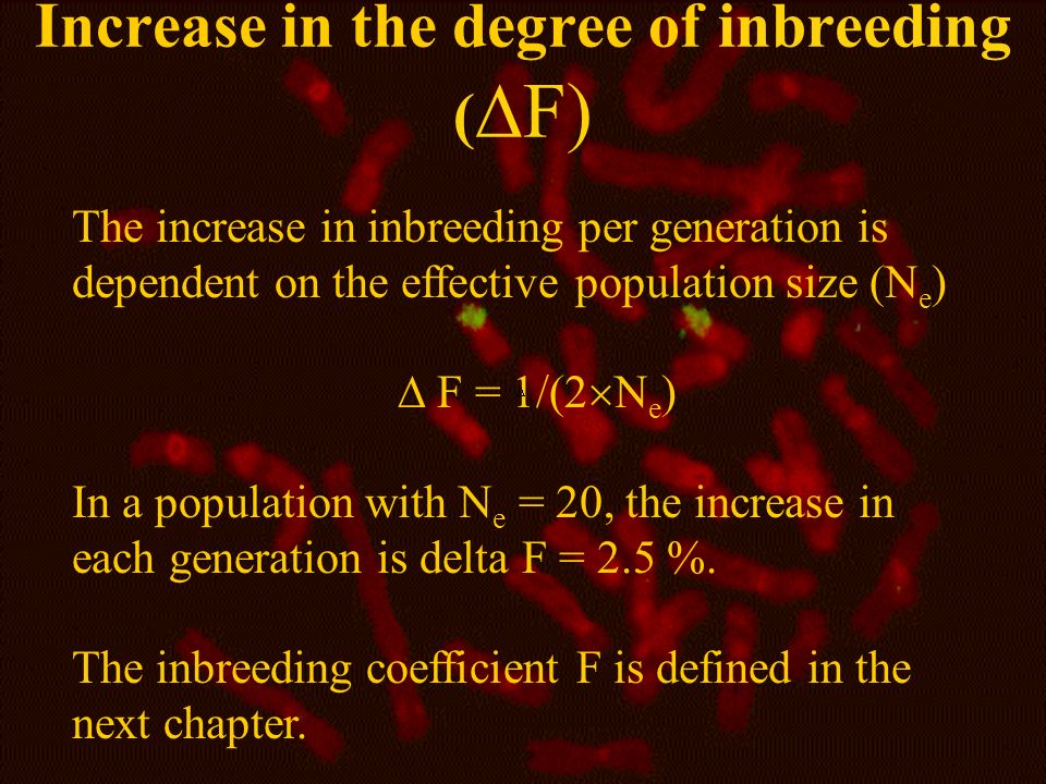 chapter 3 deviations from the hardy weinberg equilibrium effective population size definition