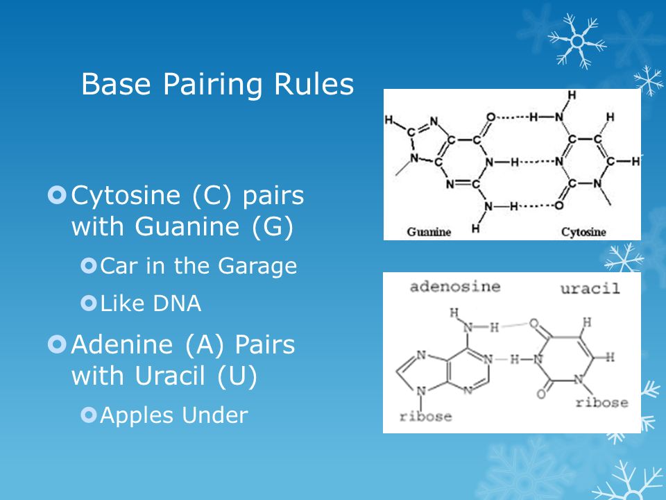Base Pairing Rules  Cytosine (C) pairs with Guanine (G)  Car in the Garage  Like DNA  Adenine (A) Pairs with Uracil (U)  Apples Under