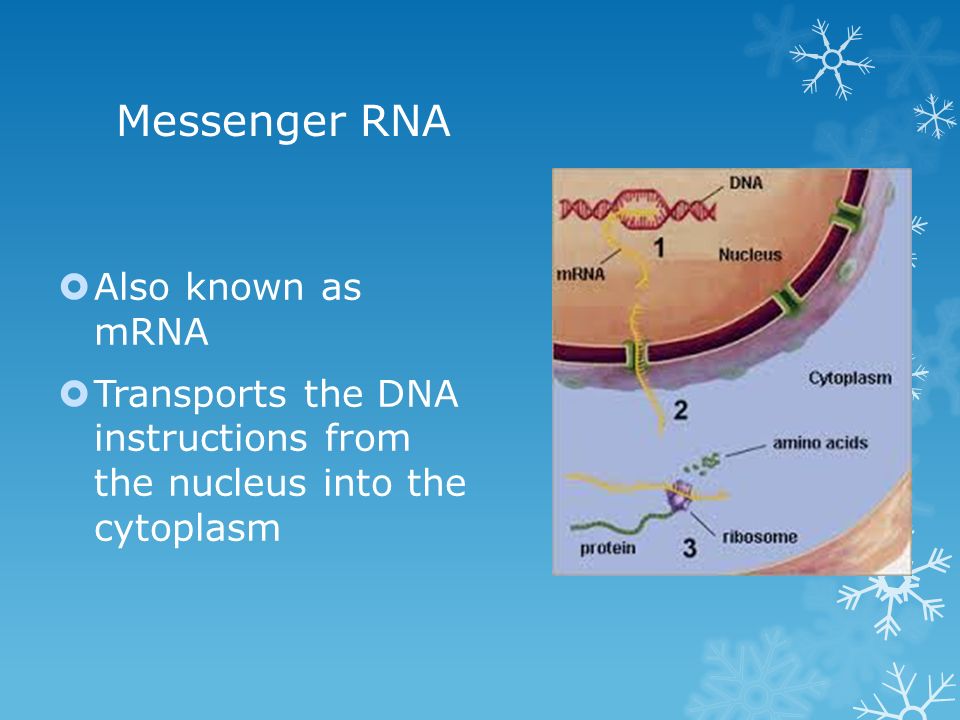 Messenger RNA  Also known as mRNA  Transports the DNA instructions from the nucleus into the cytoplasm