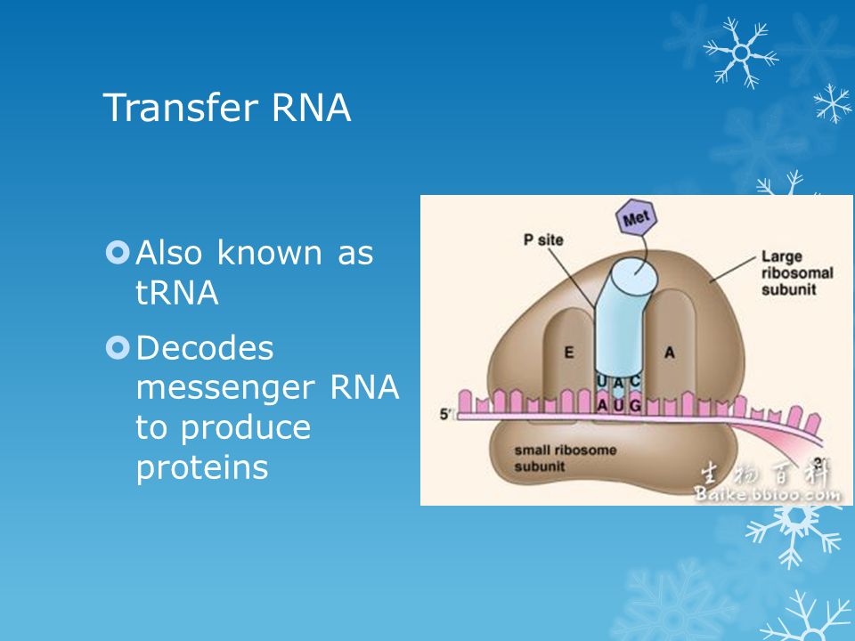 Transfer RNA  Also known as tRNA  Decodes messenger RNA to produce proteins
