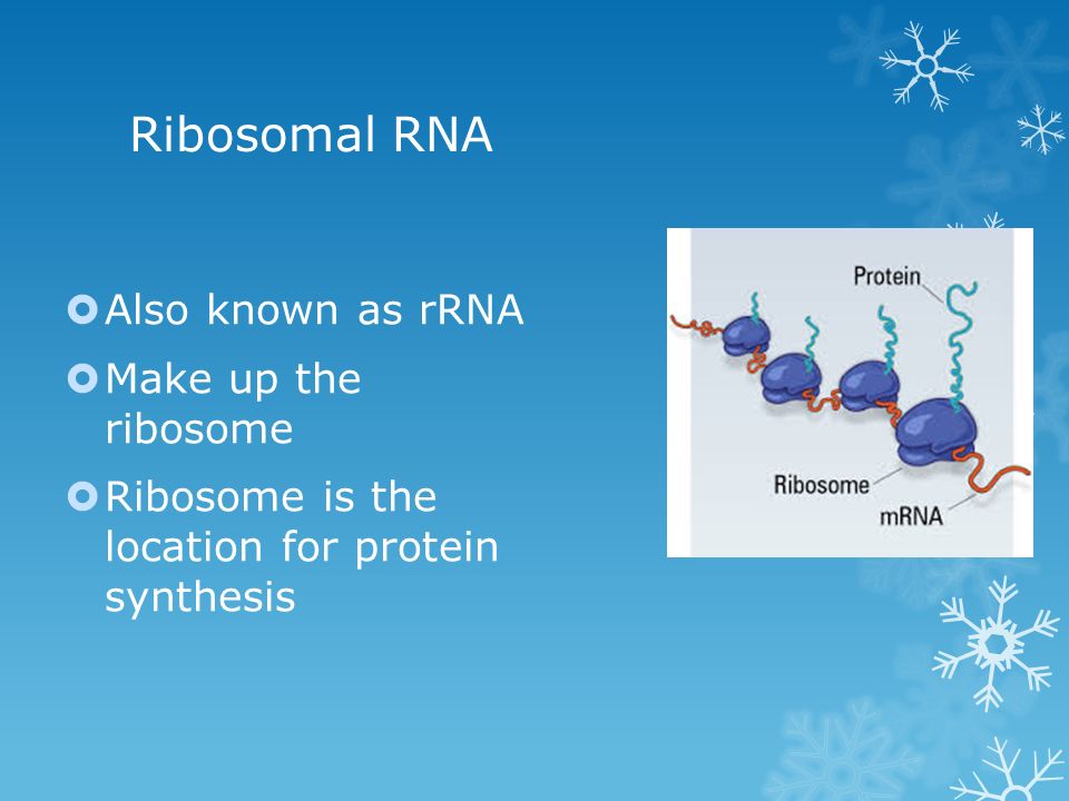 Ribosomal RNA  Also known as rRNA  Make up the ribosome  Ribosome is the location for protein synthesis