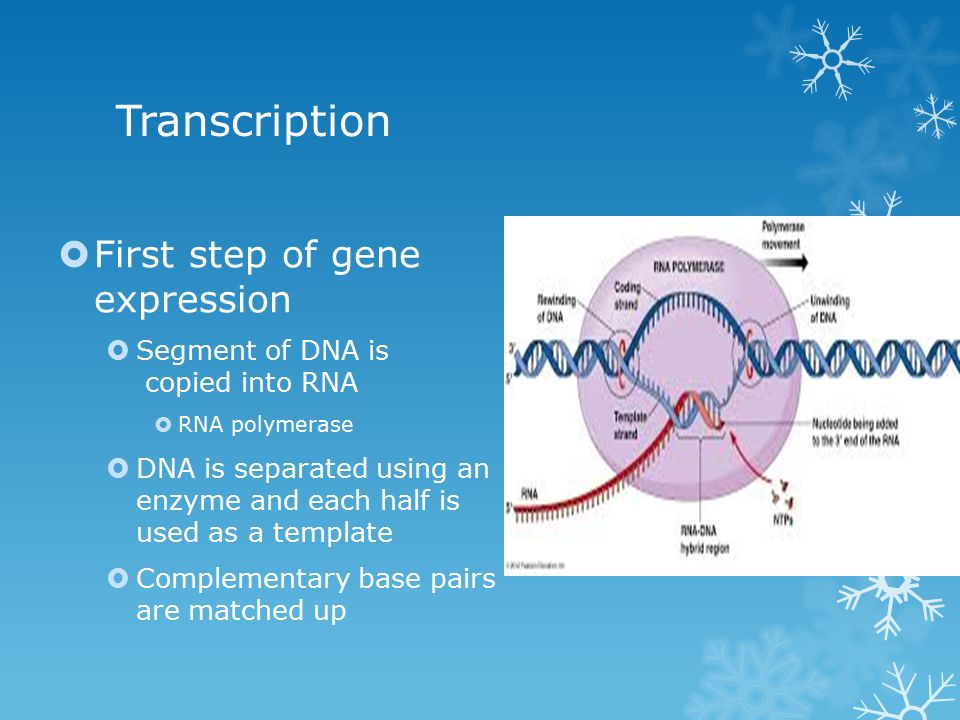 Transcription  First step of gene expression  Segment of DNA is copied into RNA  RNA polymerase  DNA is separated using an enzyme and each half is used as a template  Complementary base pairs are matched up