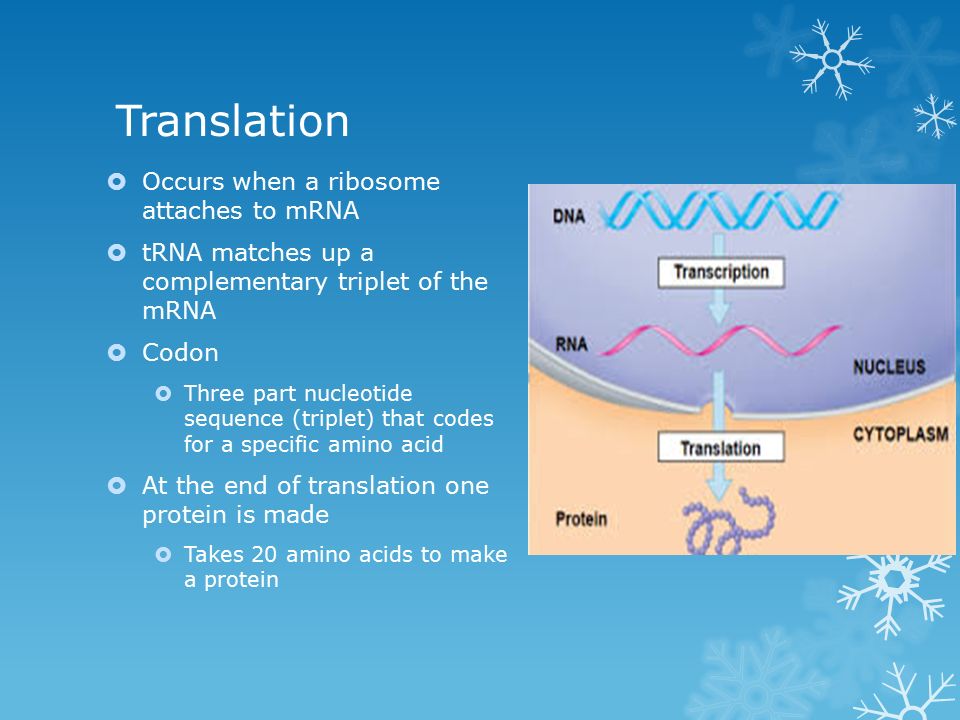 Translation  Occurs when a ribosome attaches to mRNA  tRNA matches up a complementary triplet of the mRNA  Codon  Three part nucleotide sequence (triplet) that codes for a specific amino acid  At the end of translation one protein is made  Takes 20 amino acids to make a protein