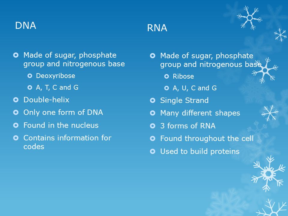DNA  Made of sugar, phosphate group and nitrogenous base  Deoxyribose  A, T, C and G  Double-helix  Only one form of DNA  Found in the nucleus  Contains information for codes RNA  Made of sugar, phosphate group and nitrogenous base  Ribose  A, U, C and G  Single Strand  Many different shapes  3 forms of RNA  Found throughout the cell  Used to build proteins