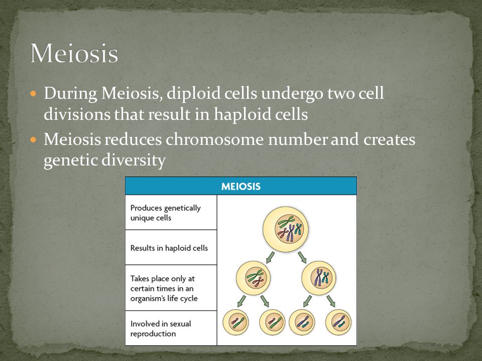 During Meiosis, diploid cells undergo two cell divisions that result in haploid cells Meiosis reduces chromosome number and creates genetic diversity