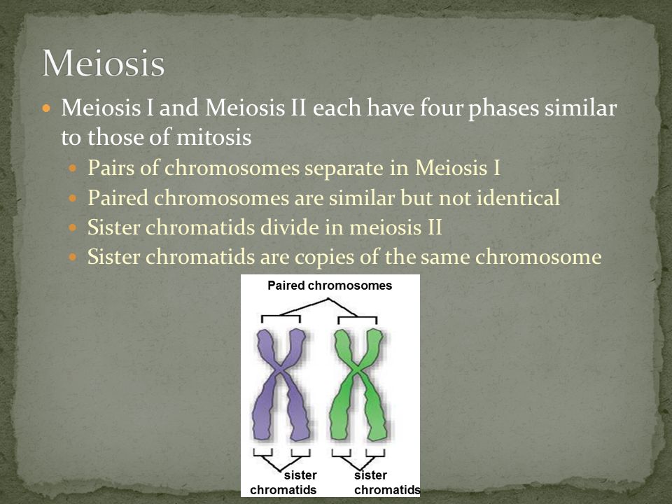 Meiosis I and Meiosis II each have four phases similar to those of mitosis Pairs of chromosomes separate in Meiosis I Paired chromosomes are similar but not identical Sister chromatids divide in meiosis II Sister chromatids are copies of the same chromosome