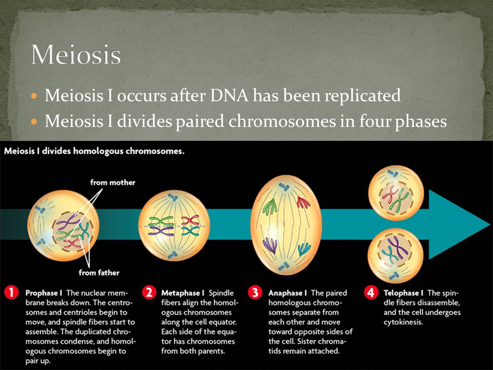 Meiosis I occurs after DNA has been replicated Meiosis I divides paired chromosomes in four phases