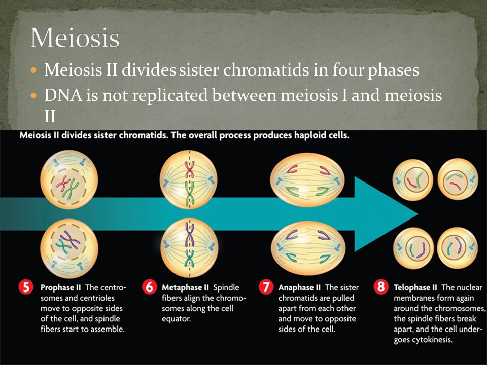 Meiosis II divides sister chromatids in four phases DNA is not replicated between meiosis I and meiosis II