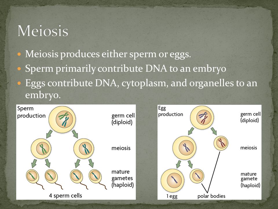 Meiosis produces either sperm or eggs.