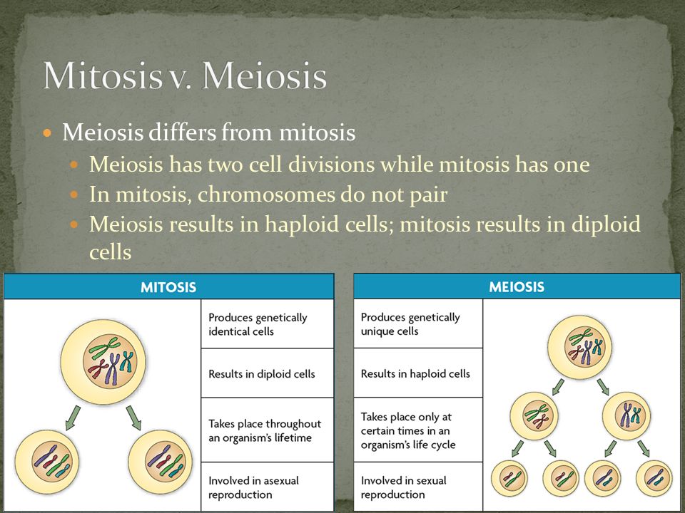 Meiosis differs from mitosis Meiosis has two cell divisions while mitosis has one In mitosis, chromosomes do not pair Meiosis results in haploid cells; mitosis results in diploid cells