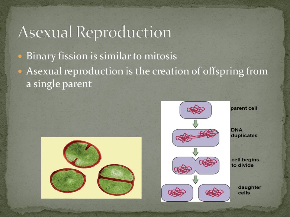 Binary fission is similar to mitosis Asexual reproduction is the creation of offspring from a single parent