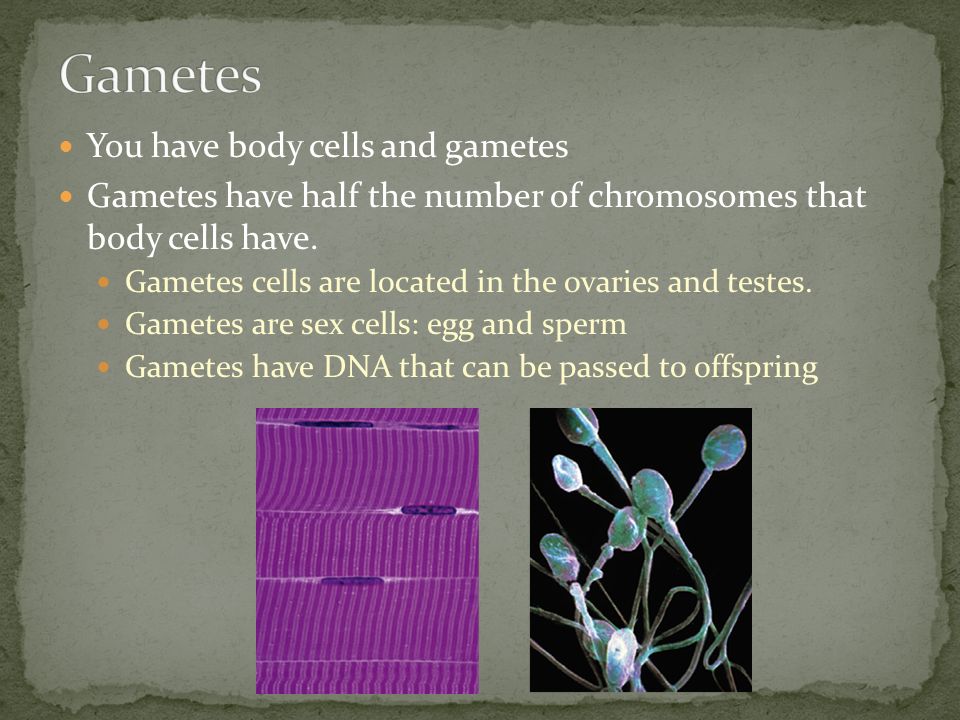 You have body cells and gametes Gametes have half the number of chromosomes that body cells have.