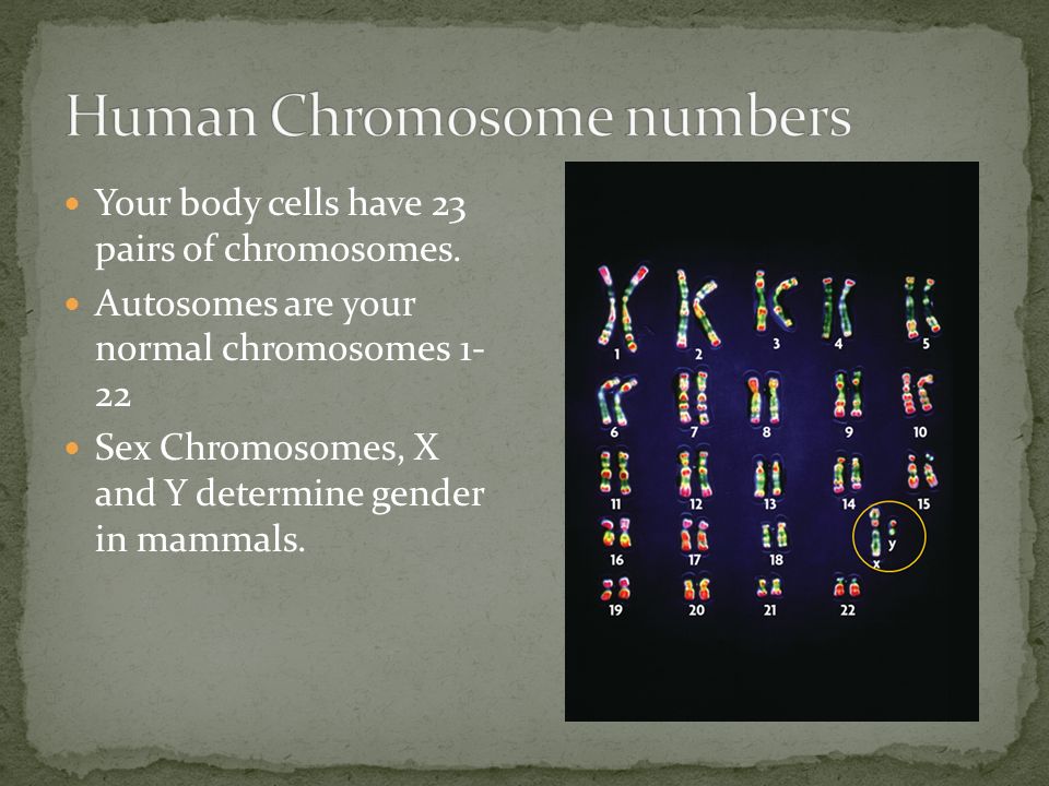 Your body cells have 23 pairs of chromosomes.