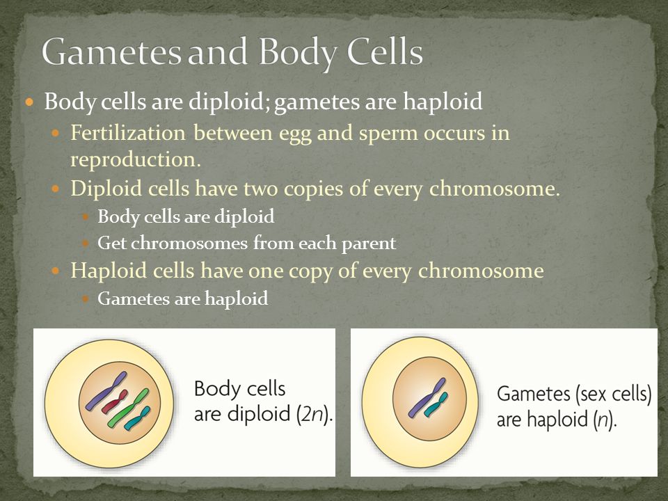 Body cells are diploid; gametes are haploid Fertilization between egg and sperm occurs in reproduction.