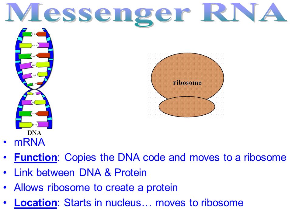 Single nucleotide strand Sugar: Ribose 4 Bases: –A: Adenine –G: Guanine –C: Cytosine –U: Uracil U replaces T Three Types of RNA