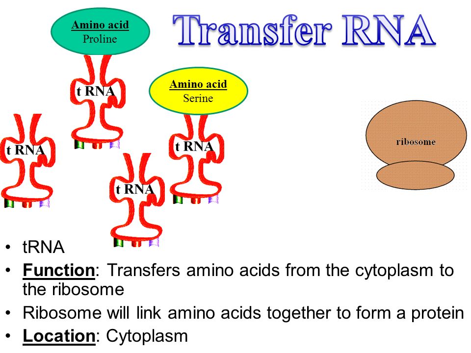mRNA Function: Copies the DNA code and moves to a ribosome Link between DNA & Protein Allows ribosome to create a protein Location: Starts in nucleus… moves to ribosome