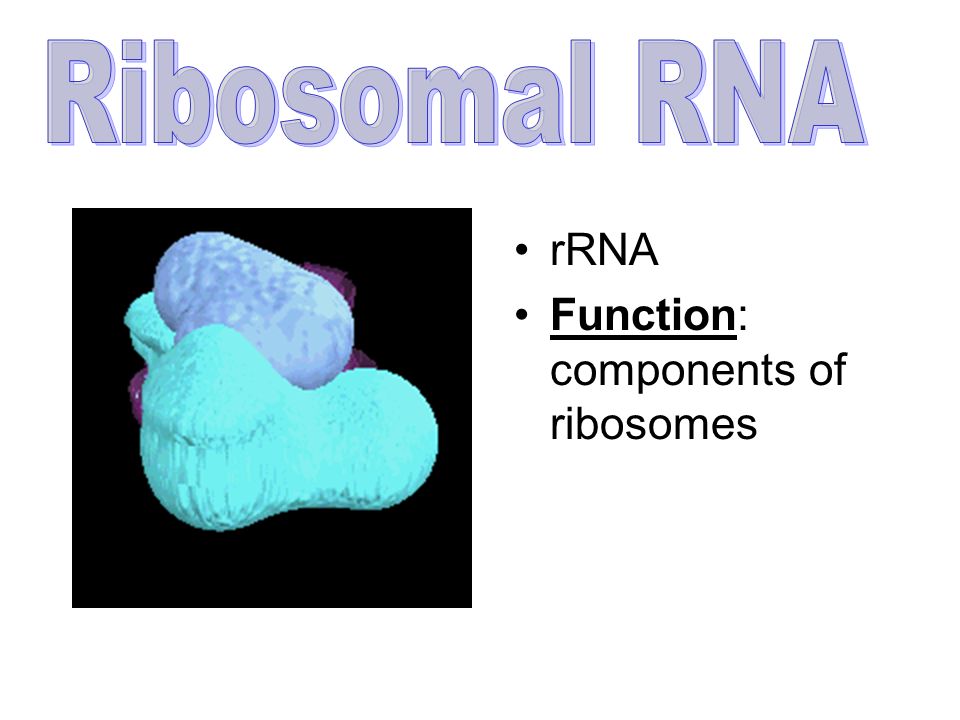tRNA Function: Transfers amino acids from the cytoplasm to the ribosome Ribosome will link amino acids together to form a protein Location: Cytoplasm Amino acid Proline Amino acid Serine